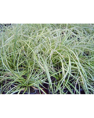 Осока птахоніжкова Варієгата | Carex ornithopoda Variegata | Осока птиценожковая Вариегата