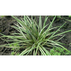 Осока птахоніжкова Варієгата | Carex ornithopoda Variegata | Осока птиценожковая Вариегата