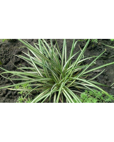 Осока птахоніжкова Варієгата | Carex ornithopoda Variegata | Осока птиценожковая Вариегата