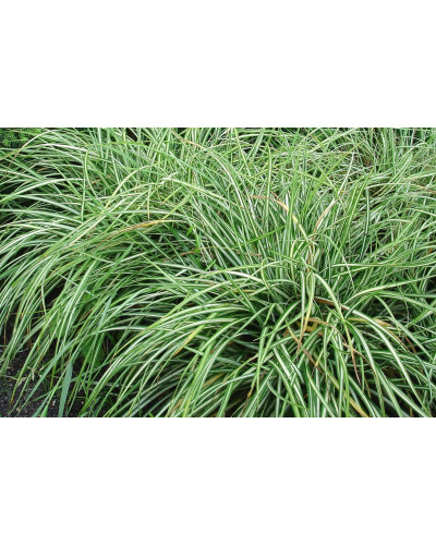 Осока птахоніжкова Варієгата | Carex ornithopoda Variegata | Осока птиценожковая Вариегата