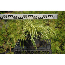 Осока птахоніжкова Варієгата | Carex ornithopoda Variegata | Осока птиценожковая Вариегата