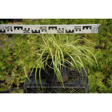 Осока птахоніжкова Варієгата | Carex ornithopoda Variegata | Осока птиценожковая Вариегата