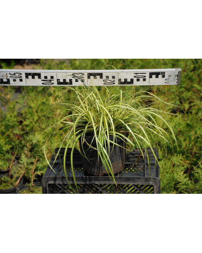 Осока птахоніжкова Варієгата | Carex ornithopoda Variegata | Осока птиценожковая Вариегата