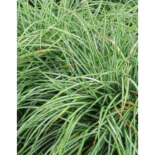Осока птахоніжкова Варієгата | Carex ornithopoda Variegata | Осока птиценожковая Вариегата