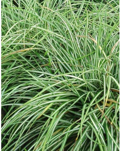 Осока птахоніжкова Варієгата | Carex ornithopoda Variegata | Осока птиценожковая Вариегата