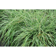 Осока птахоніжкова Варієгата | Carex ornithopoda Variegata | Осока птиценожковая Вариегата