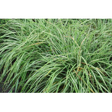 Осока птахоніжкова Варієгата | Carex ornithopoda Variegata | Осока птиценожковая Вариегата