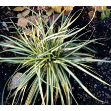 Осока птахоніжкова Варієгата | Carex ornithopoda Variegata | Осока птиценожковая Вариегата