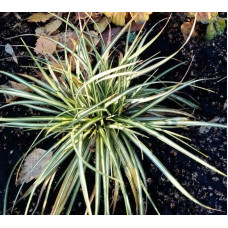 Осока птахоніжкова Варієгата | Carex ornithopoda Variegata | Осока птиценожковая Вариегата