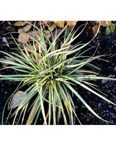 Осока птахоніжкова Варієгата | Carex ornithopoda Variegata | Осока птиценожковая Вариегата