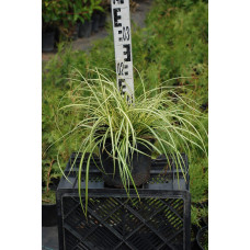 Осока птахоніжкова Варієгата | Carex ornithopoda Variegata | Осока птиценожковая Вариегата