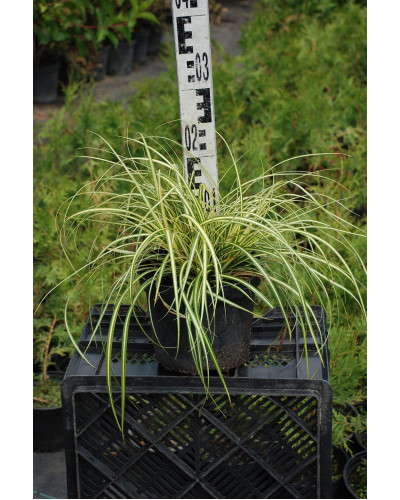 Осока птахоніжкова Варієгата | Carex ornithopoda Variegata | Осока птиценожковая Вариегата