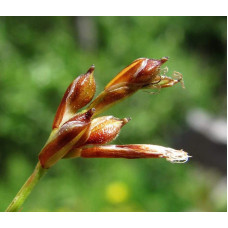 Осока птахоніжкова Варієгата | Carex ornithopoda Variegata | Осока птиценожковая Вариегата