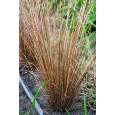 Осока Буханана | Carex buchananii | Осока Буханана