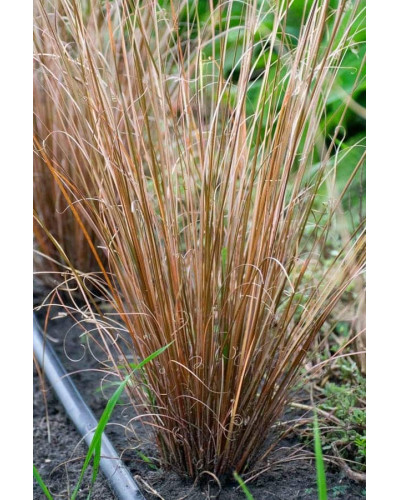 Осока Буханана | Carex buchananii | Осока Буханана