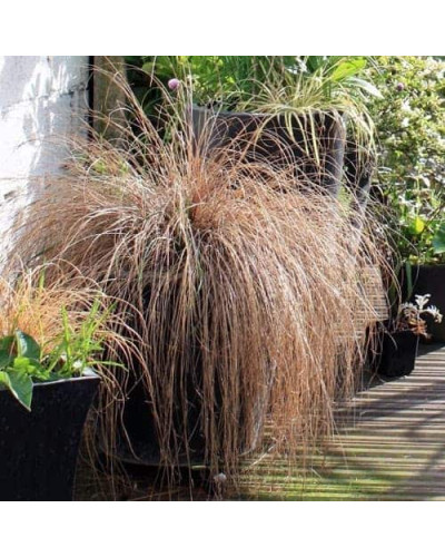 Осока Буханана | Carex buchananii | Осока Буханана