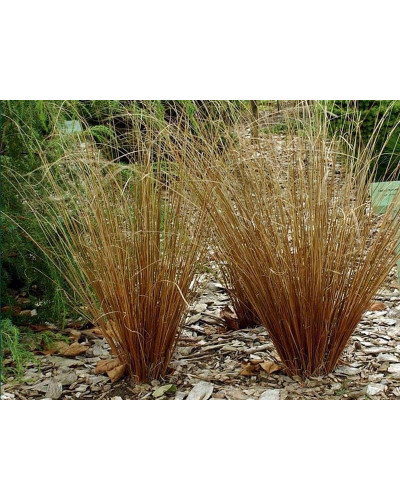 Осока Буханана | Carex buchananii | Осока Буханана