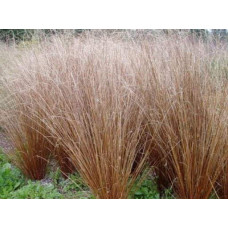 Осока Буханана | Carex buchananii | Осока Буханана