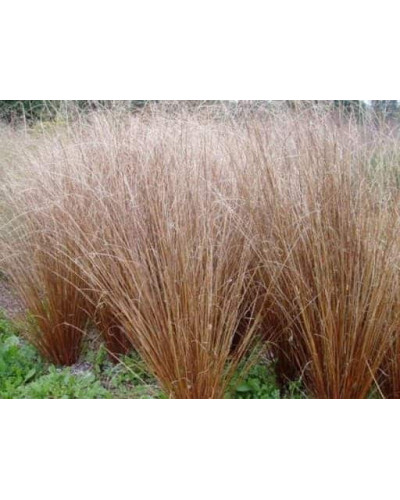 Осока Буханана | Carex buchananii | Осока Буханана