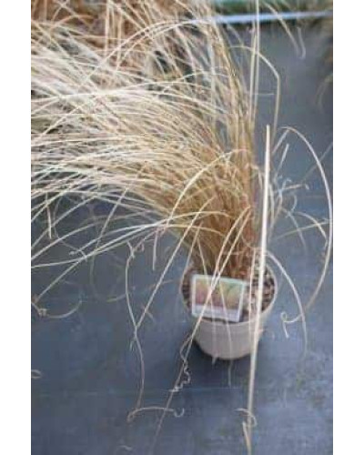 Осока Буханана | Carex buchananii | Осока Буханана