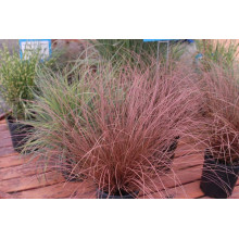 Осока Буханана | Carex buchananii | Осока Буханана