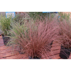 Осока Буханана | Carex buchananii | Осока Буханана