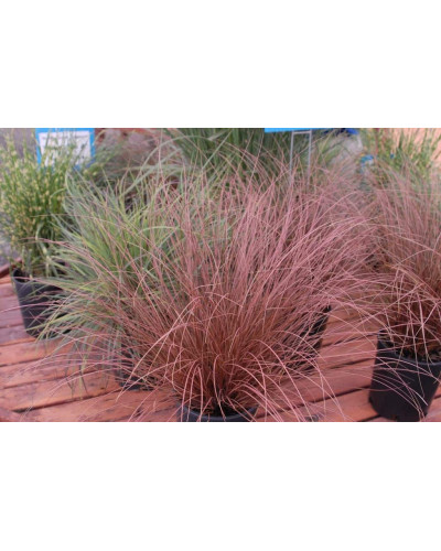 Осока Буханана | Carex buchananii | Осока Буханана