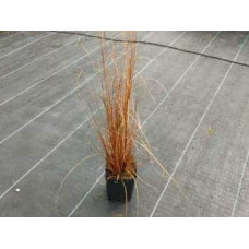 Осока Буханана | Carex buchananii | Осока Буханана