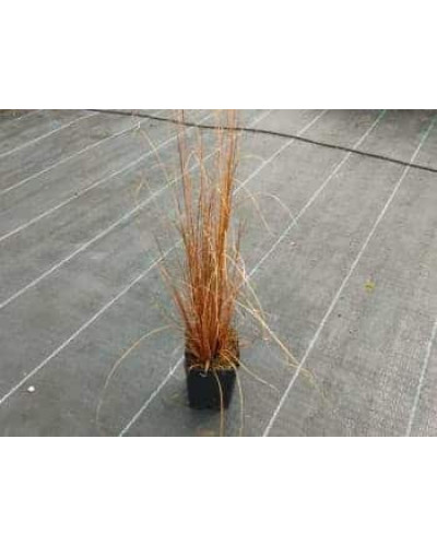 Осока Буханана | Carex buchananii | Осока Буханана