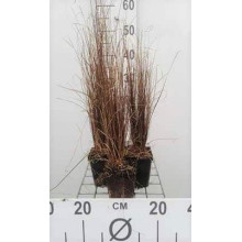 Осока Буханана | Carex buchananii | Осока Буханана