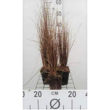 Осока Буханана | Carex buchananii | Осока Буханана