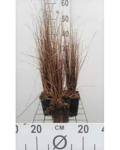 Осока Буханана | Carex buchananii | Осока Буханана