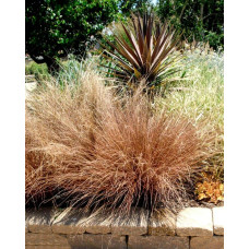 Осока Буханана | Carex buchananii | Осока Буханана
