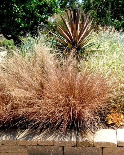 Осока Буханана | Carex buchananii | Осока Буханана