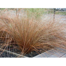 Осока Буханана | Carex buchananii | Осока Буханана