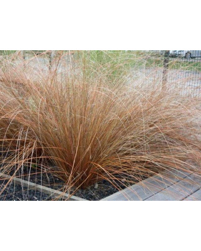 Осока Буханана | Carex buchananii | Осока Буханана