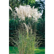 Міскантус цукроквітковий | Miscanthus sacchariflorus | Мискантус сахароцветный
