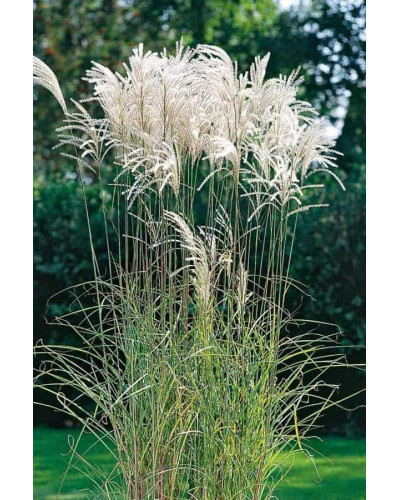Міскантус цукроквітковий | Miscanthus sacchariflorus | Мискантус сахароцветный