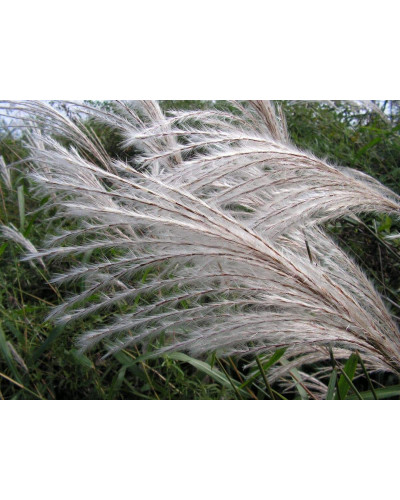 Міскантус цукроквітковий | Miscanthus sacchariflorus | Мискантус сахароцветный