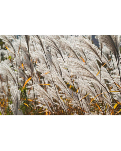Міскантус цукроквітковий | Miscanthus sacchariflorus | Мискантус сахароцветный