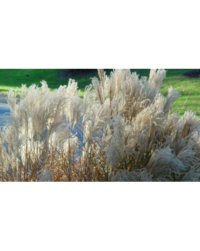 Міскантус цукроквітковий | Miscanthus sacchariflorus | Мискантус сахароцветный