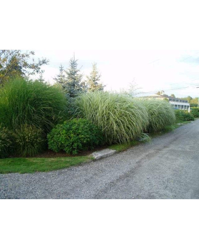 Міскантус цукроквітковий | Miscanthus sacchariflorus | Мискантус сахароцветный