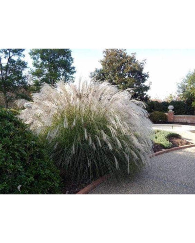 Міскантус цукроквітковий | Miscanthus sacchariflorus | Мискантус сахароцветный