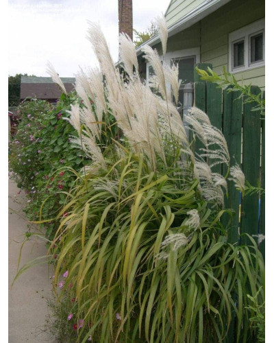 Міскантус цукроквітковий | Miscanthus sacchariflorus | Мискантус сахароцветный