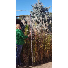 Міскантус цукроквітковий | Miscanthus sacchariflorus | Мискантус сахароцветный