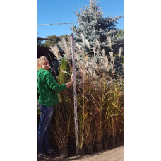 Міскантус цукроквітковий | Miscanthus sacchariflorus | Мискантус сахароцветный