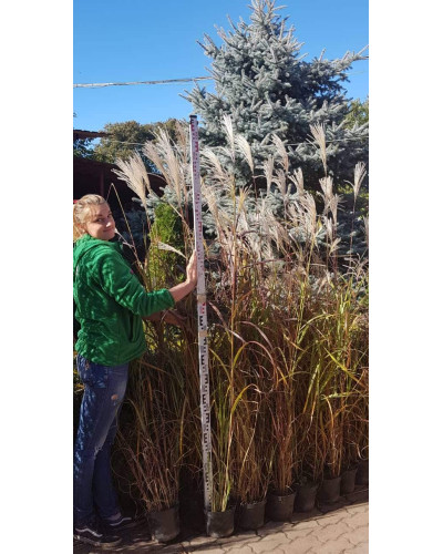 Міскантус цукроквітковий | Miscanthus sacchariflorus | Мискантус сахароцветный