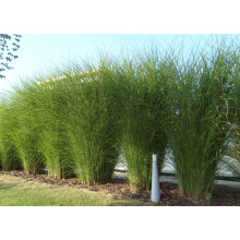 Міскантус цукроквітковий | Miscanthus sacchariflorus | Мискантус сахароцветный
