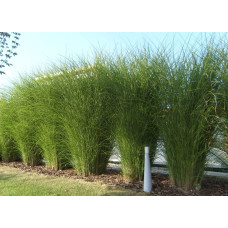 Міскантус цукроквітковий | Miscanthus sacchariflorus | Мискантус сахароцветный