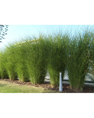 Міскантус цукроквітковий | Miscanthus sacchariflorus | Мискантус сахароцветный